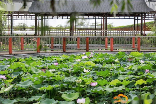 假日游客量創(chuàng)新高，白云觀光園農產品零售迎來新熱潮